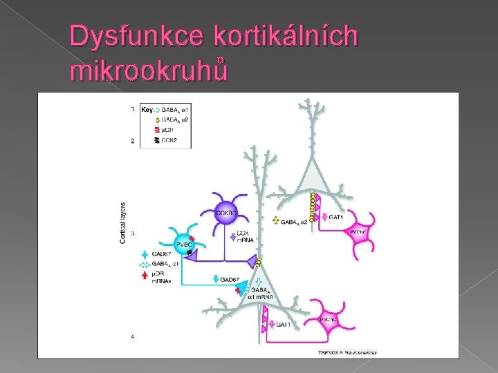 Dysfunkce kortikálních mikrookruhů 