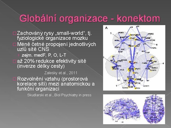 Globální organizace - konektom � Zachovány rysy „small-world“, tj. fyziologické organizace mozku � Méně