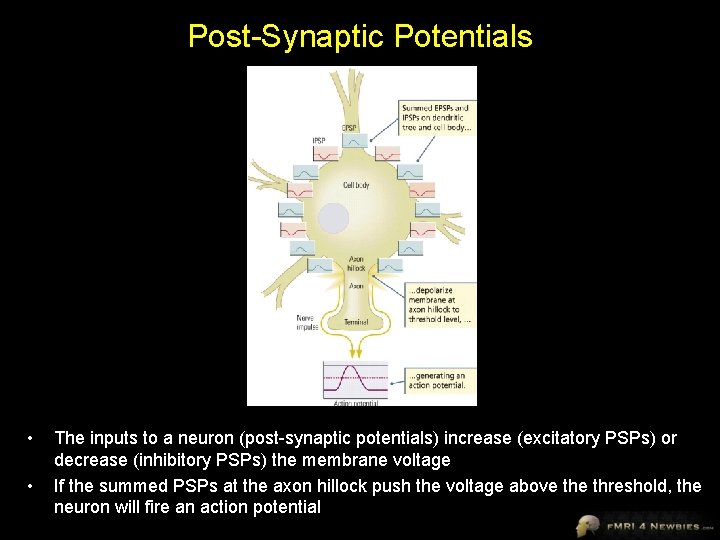 Post-Synaptic Potentials • • The inputs to a neuron (post-synaptic potentials) increase (excitatory PSPs)