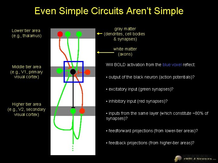 Even Simple Circuits Aren’t Simple gray matter (dendrites, cell bodies & synapses) Lower tier