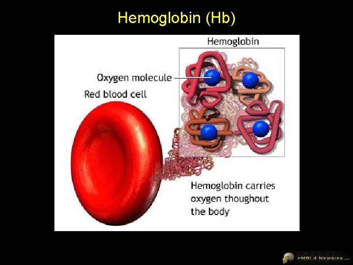 Hemoglobin (Hb) 