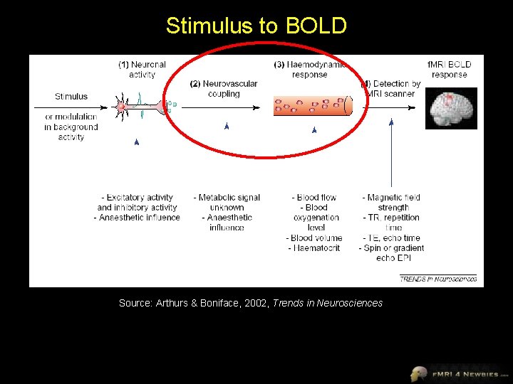 Stimulus to BOLD Source: Arthurs & Boniface, 2002, Trends in Neurosciences 