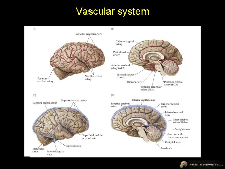 Vascular system 