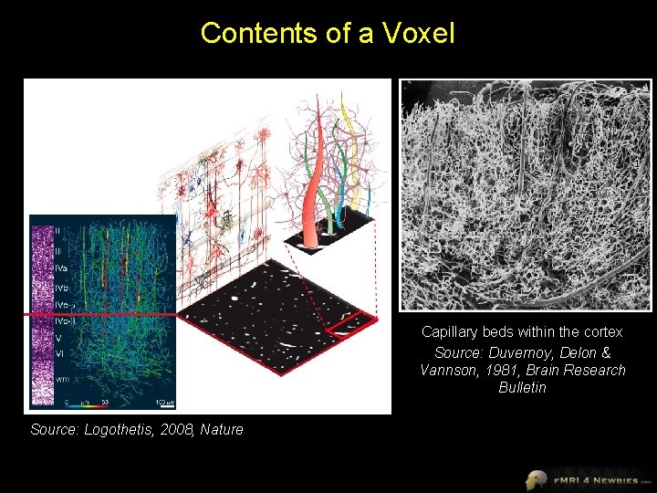 Contents of a Voxel Capillary beds within the cortex Source: Duvernoy, Delon & Vannson,
