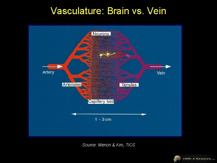 Vasculature: Brain vs. Vein Source: Menon & Kim, TICS 