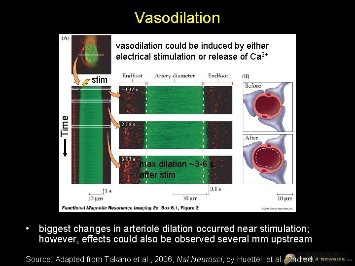 Vasodilation vasodilation could be induced by either electrical stimulation or release of Ca 2+