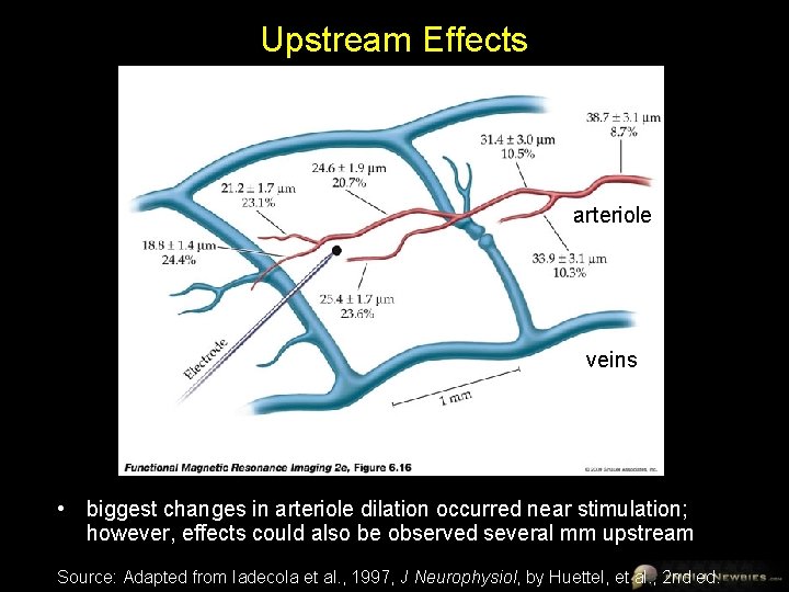 Upstream Effects arteriole veins • biggest changes in arteriole dilation occurred near stimulation; however,