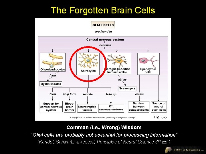 The Forgotten Brain Cells Common (i. e. , Wrong) Wisdom “Glial cells are probably
