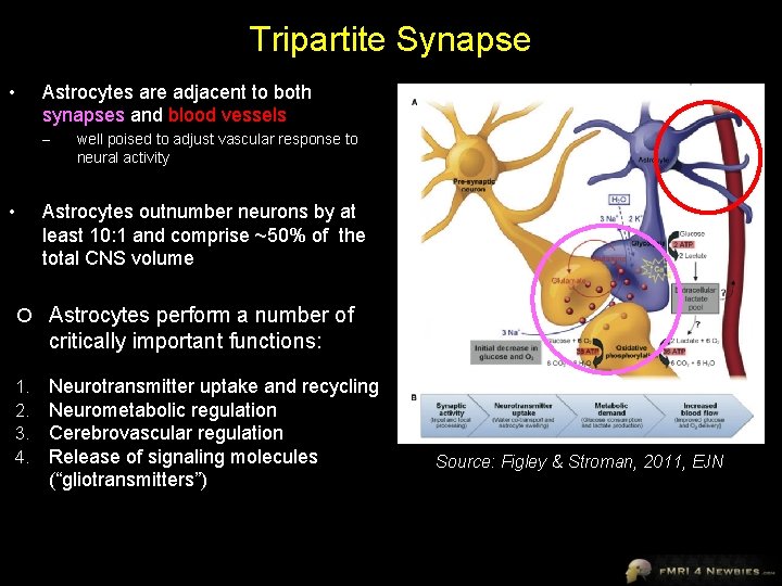 Tripartite Synapse Astrocytes are adjacent to both synapses and blood vessels • – well