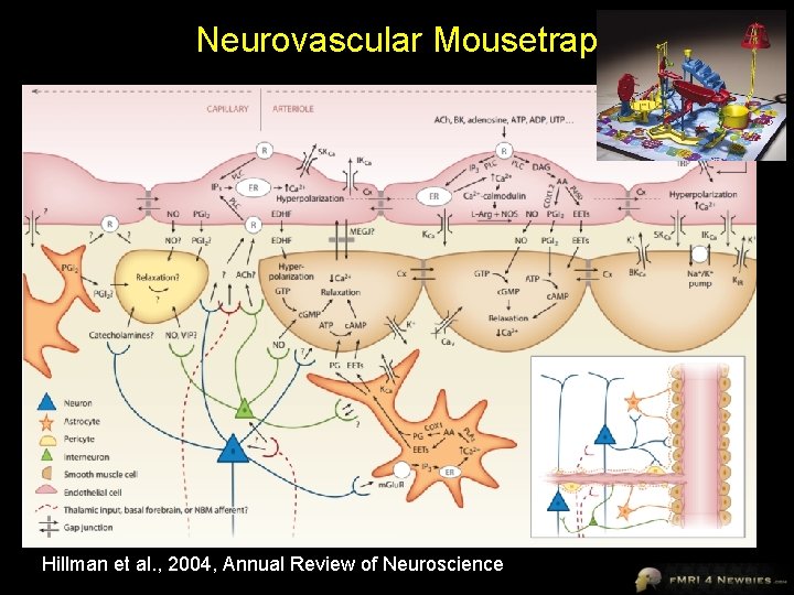 Neurovascular Mousetrap Hillman et al. , 2004, Annual Review of Neuroscience 
