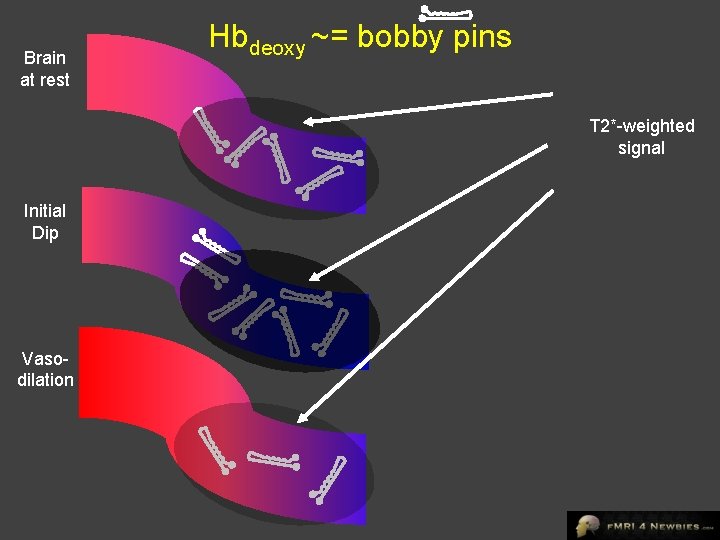 Brain at rest Hbdeoxy ~= bobby pins T 2*-weighted signal Initial Dip Vasodilation 