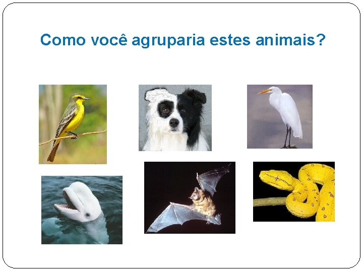 Como você agruparia estes animais? 