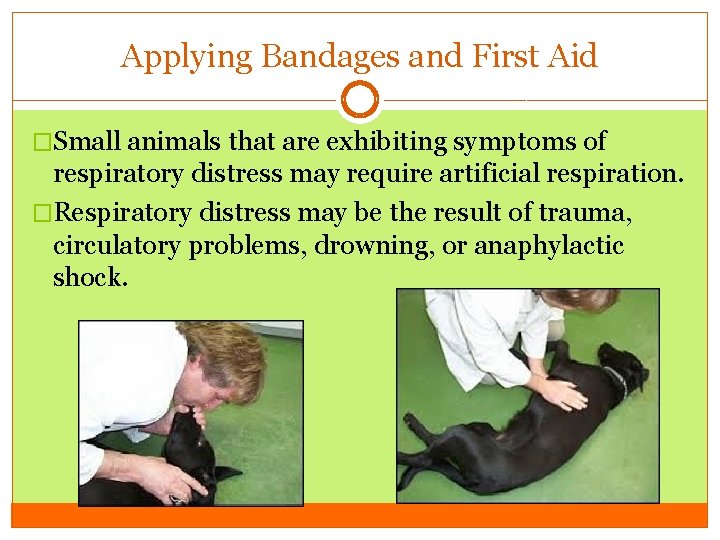 Applying Bandages and First Aid �Small animals that are exhibiting symptoms of respiratory distress