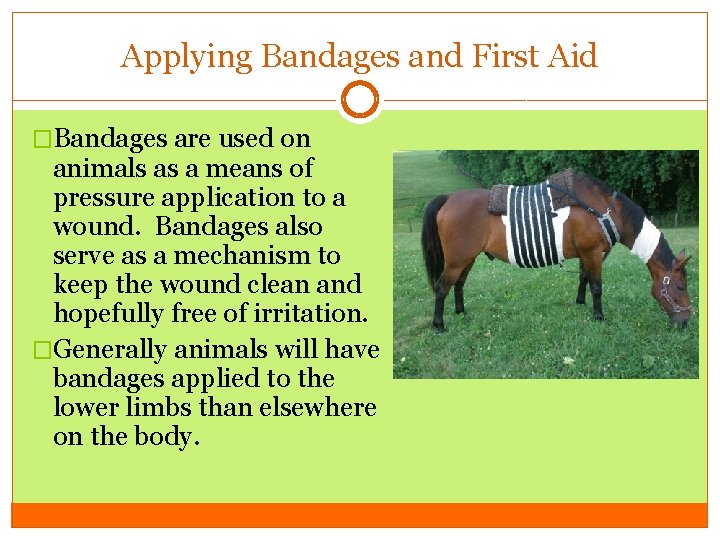 Applying Bandages and First Aid �Bandages are used on animals as a means of