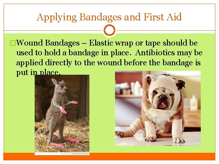 Applying Bandages and First Aid �Wound Bandages – Elastic wrap or tape should be