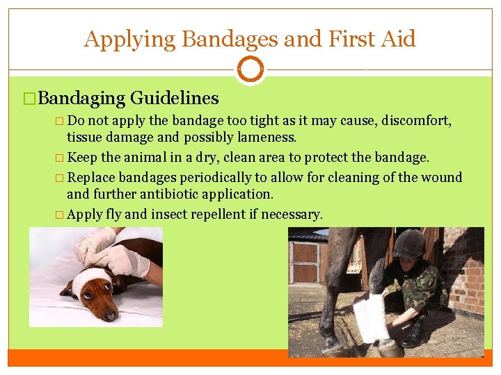Applying Bandages and First Aid �Bandaging Guidelines � Do not apply the bandage too