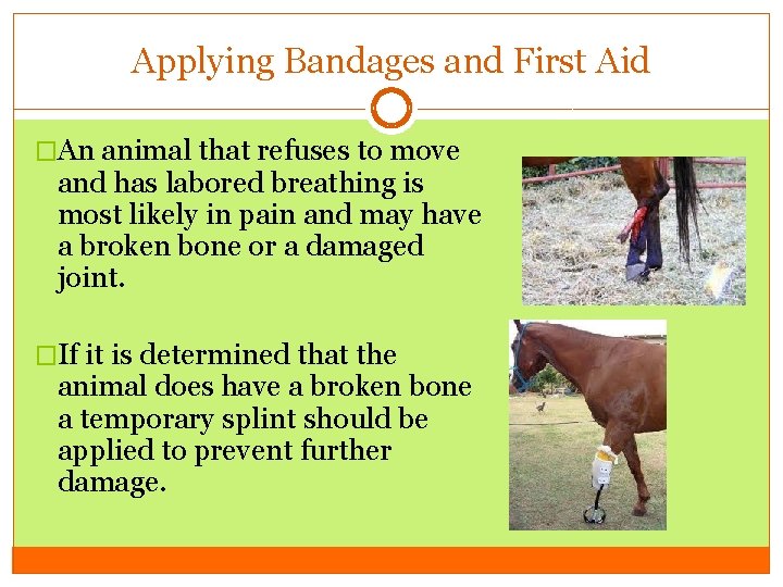 Applying Bandages and First Aid �An animal that refuses to move and has labored