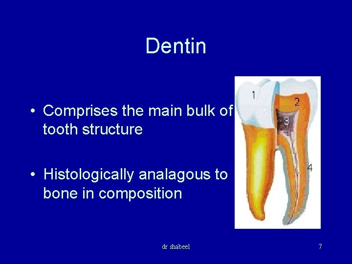 Dentin • Comprises the main bulk of tooth structure • Histologically analagous to bone
