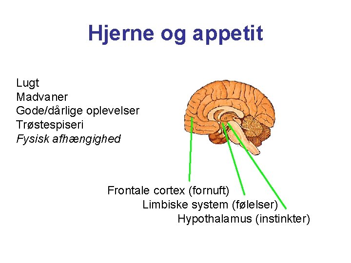Hjerne og appetit Lugt Madvaner Gode/dårlige oplevelser Trøstespiseri Fysisk afhængighed Frontale cortex (fornuft) Limbiske
