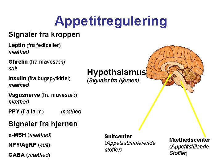 Appetitregulering Signaler fra kroppen Leptin (fra fedtceller) mæthed Ghrelin (fra mavesæk) sult Insulin (fra