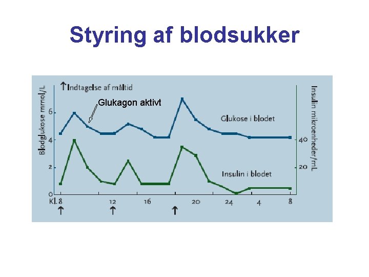 Styring af blodsukker Glukagon aktivt 