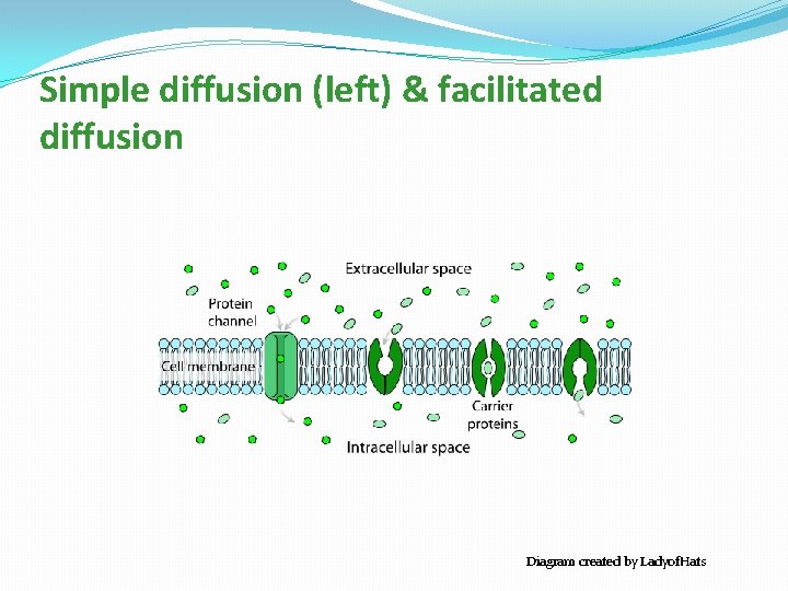 Simple diffusion (left) & facilitated diffusion Diagram created by Ladyof. Hats 