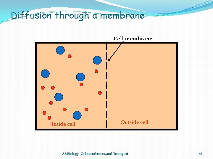 Diffusion through a membrane Cell membrane Inside cell Outside cell AS Biology, Cell membranes