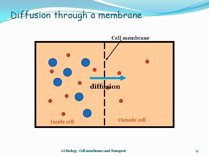Diffusion through a membrane Cell membrane diffusion Inside cell Outside cell AS Biology, Cell