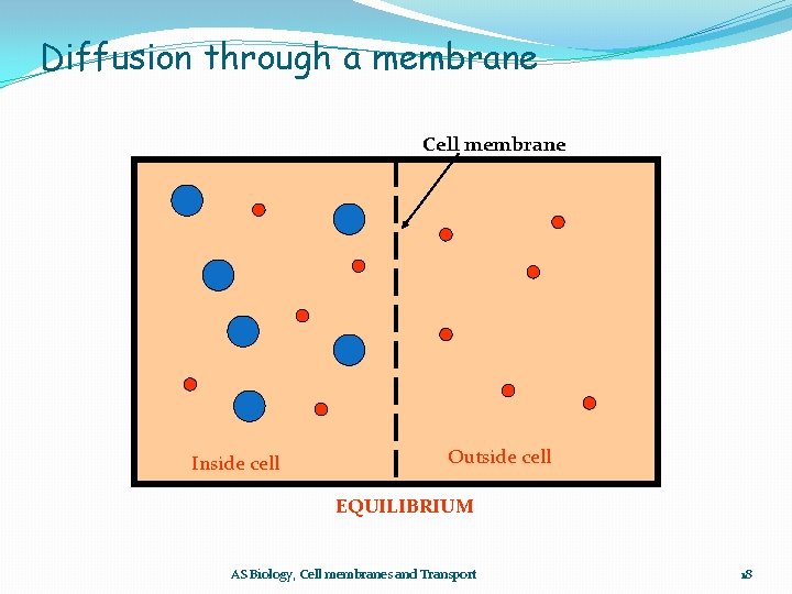 Diffusion through a membrane Cell membrane Inside cell Outside cell EQUILIBRIUM AS Biology, Cell