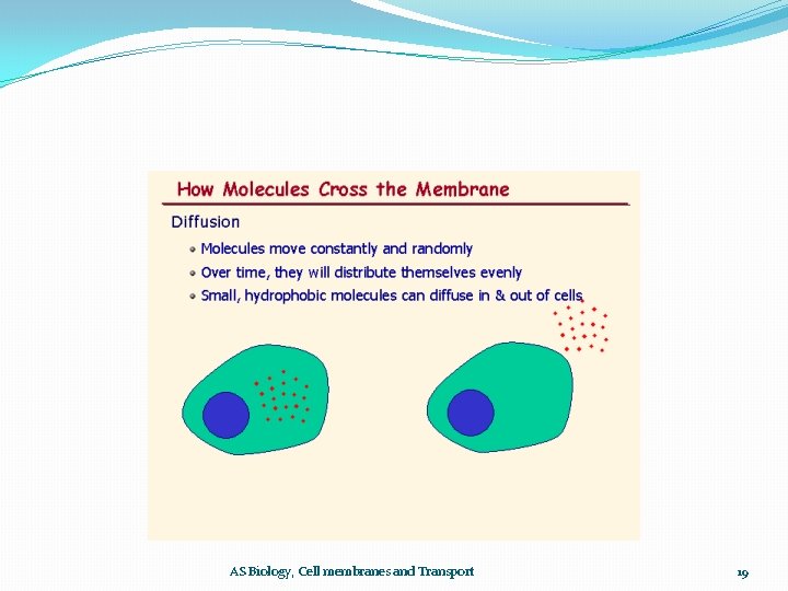 AS Biology, Cell membranes and Transport 19 