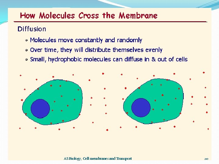 AS Biology, Cell membranes and Transport 20 