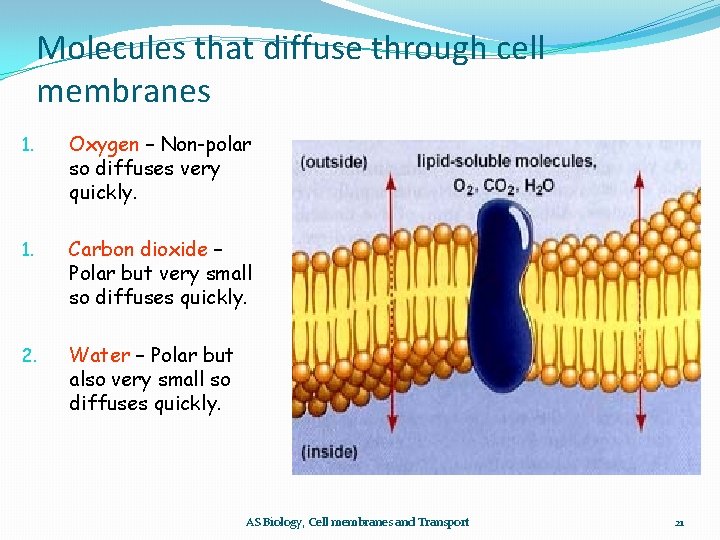 Molecules that diffuse through cell membranes 1. Oxygen – Non-polar so diffuses very quickly.