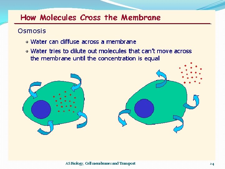 AS Biology, Cell membranes and Transport 24 