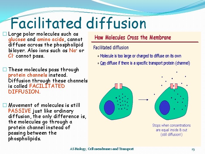Facilitated diffusion � Large polar molecules such as glucose and amino acids, cannot diffuse