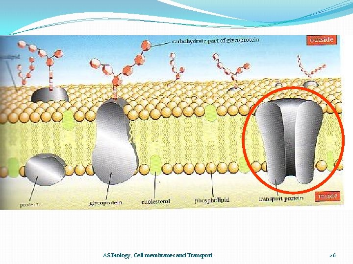 AS Biology, Cell membranes and Transport 26 
