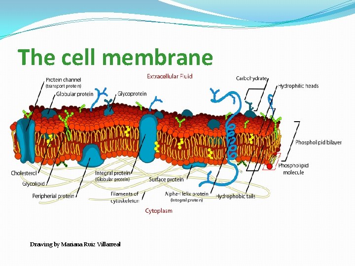 The cell membrane Drawing by Mariana Ruiz Villarreal 