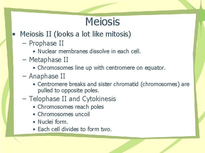 Meiosis • Meiosis II (looks a lot like mitosis) – Prophase II • Nuclear