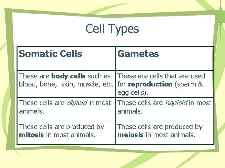 Cell Types Somatic Cells Gametes These are body cells such as These are cells