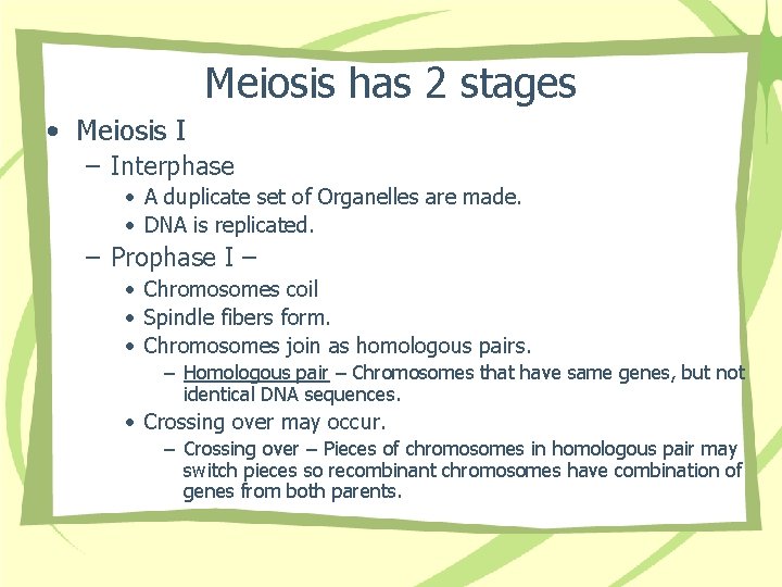 Meiosis has 2 stages • Meiosis I – Interphase • A duplicate set of
