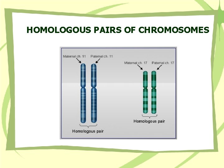 HOMOLOGOUS PAIRS OF CHROMOSOMES 