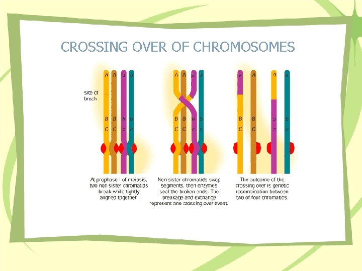 CROSSING OVER OF CHROMOSOMES 