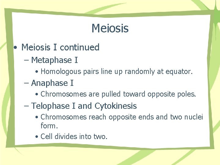 Meiosis • Meiosis I continued – Metaphase I • Homologous pairs line up randomly