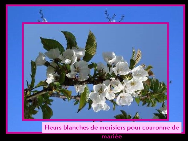 Fleurs blanches de merisiers pour couronne de mariée 