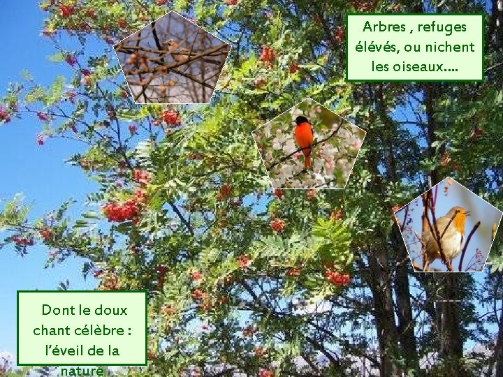 Arbres , refuges élévés, ou nichent les oiseaux…. Dont le doux chant célèbre :