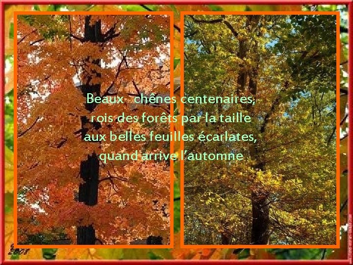 Beaux chênes centenaires, rois des forêts par la taille aux belles feuilles écarlates, quand