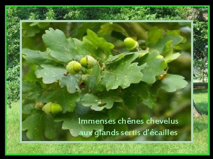 Immenses chênes chevelus aux glands sertis d’écailles 