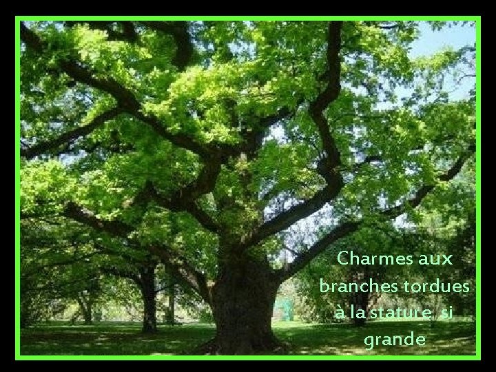 Charmes aux branches tordues à la stature si grande 