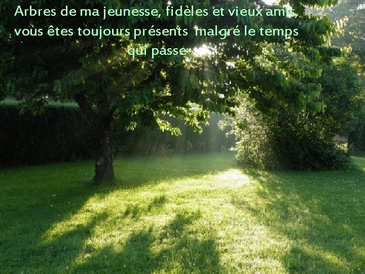 Arbres de ma jeunesse, fidèles et vieux amis, vous êtes toujours présents malgré le