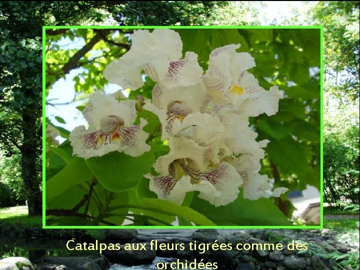 Catalpas aux fleurs tigrées comme des orchidées 