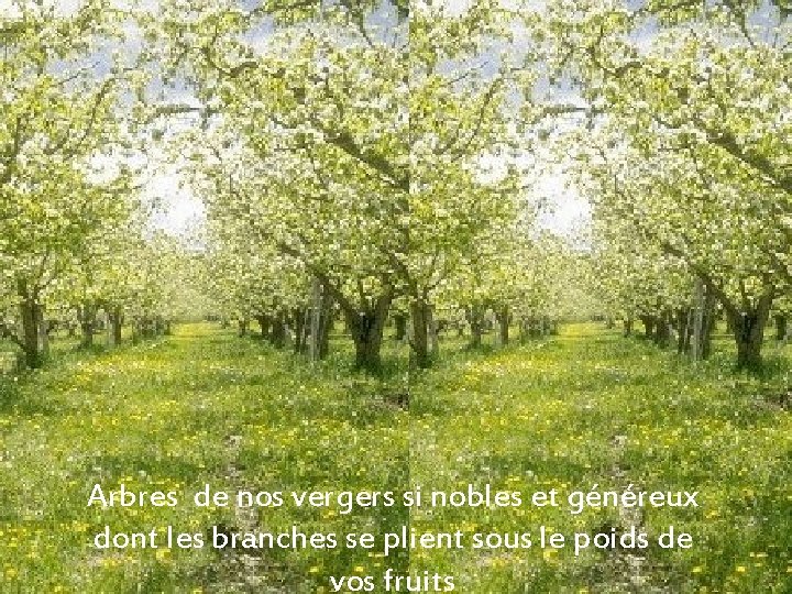 Arbres de nos vergers si nobles et généreux dont les branches se plient sous